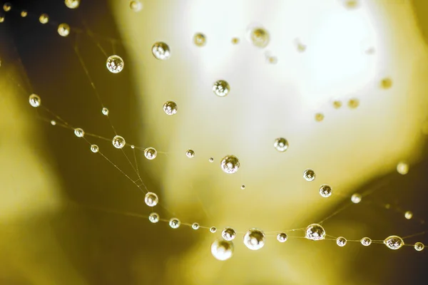 Drops of dew on a spider\'s web in a variety of colors, dreamy looks. dew drops with beautiful bokeh