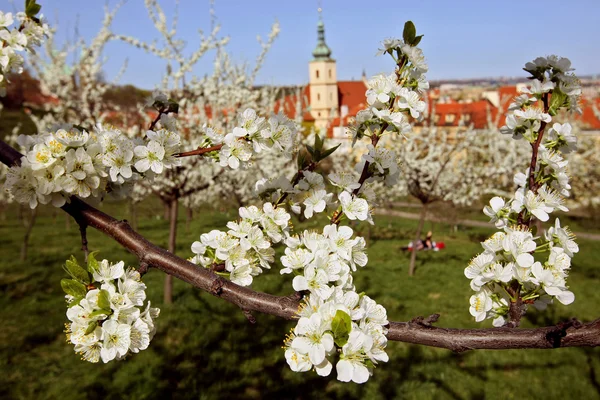 Prague spring. Church \