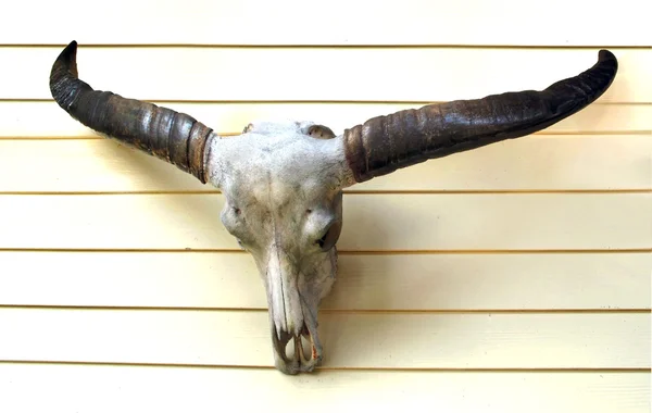 Old buffalo skull