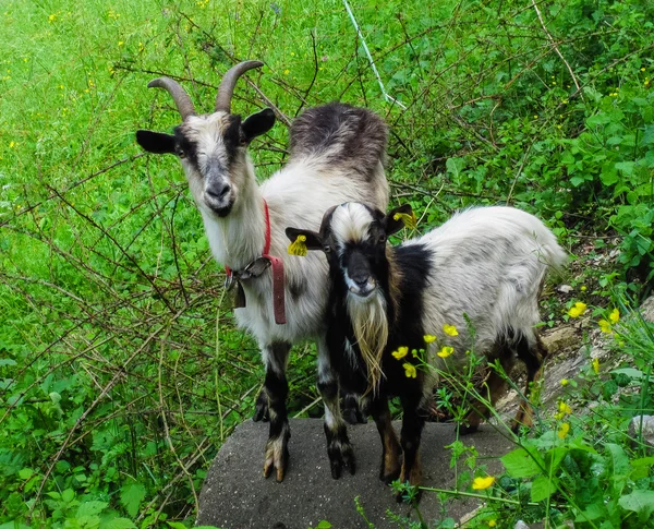 Curious nanny and kid goat