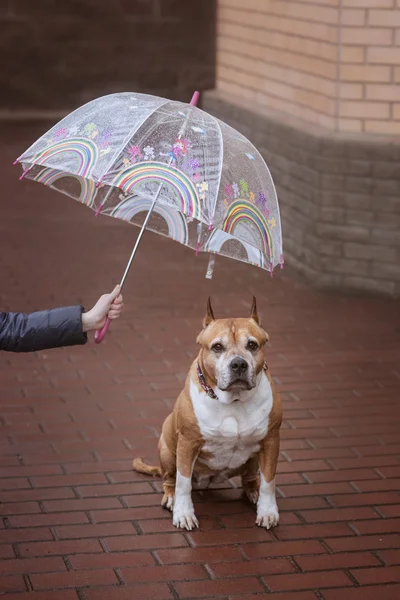 Friendship. Dog is under the umbrella.