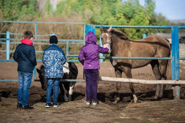 Children feeding horses