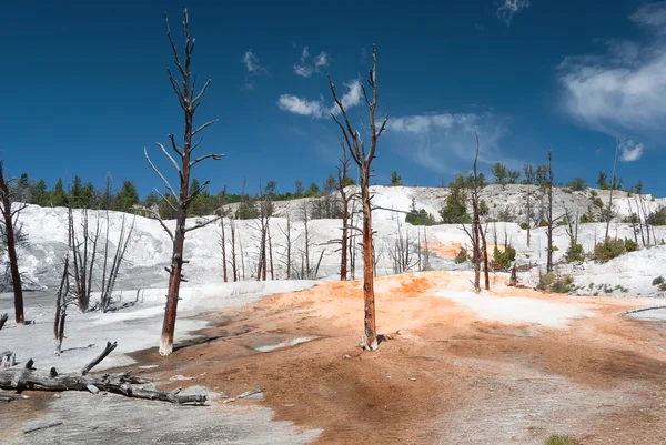 View at the Angel Terrace which formed of crystallized calcium carbonate, Mammoth Hot Springs.Yellowstone National Park