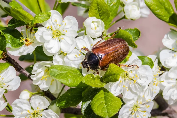 May beetle on flowering plum. macro cockchafer