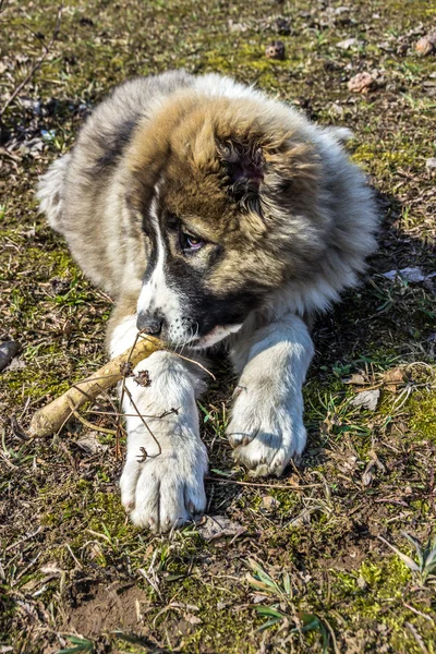 Fluffy Caucasian shepherd dog is lying on the ground