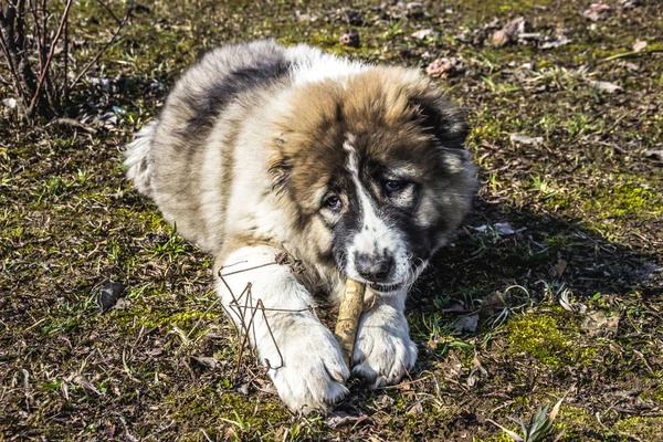 Fluffy Caucasian shepherd dog is lying on the ground and gnawing