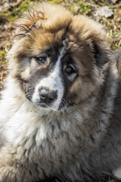 Fluffy Caucasian shepherd dog