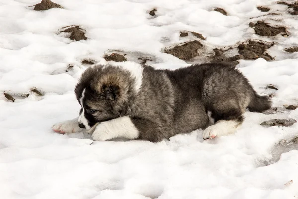 Sad Caucasian shepherd dog