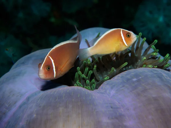 Anemone fish with sea anemone