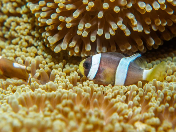 Anemone fish with sea anemone