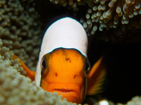 Anemone fish with sea anemone