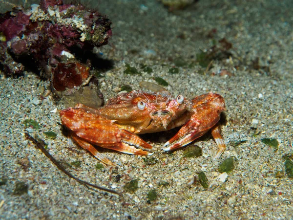 Crab under the sea