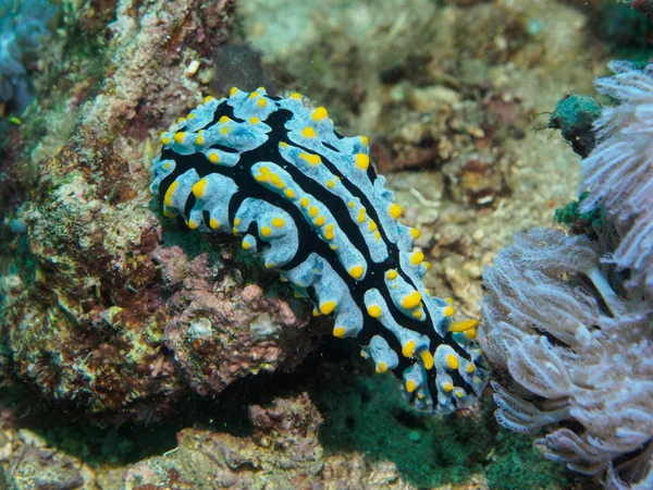 Nudibranch under the sea