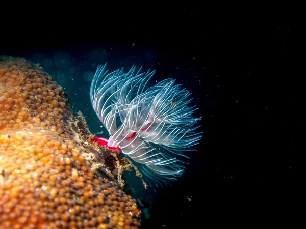 Christmas tree worm under the sea