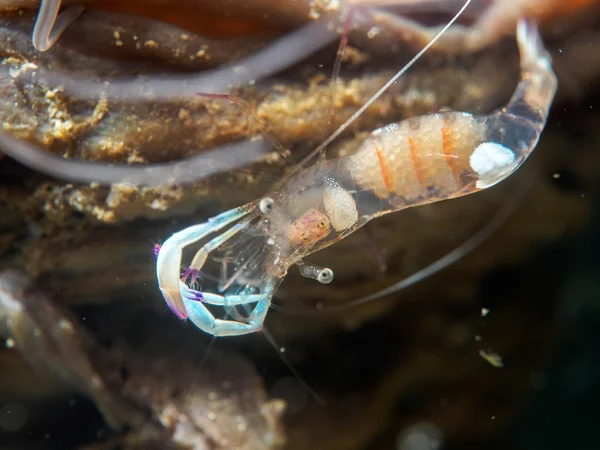 Ghost shrimp under the sea