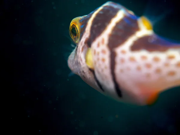 Blowfish under the sea
