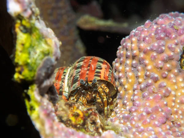 Hermit crab under the sea