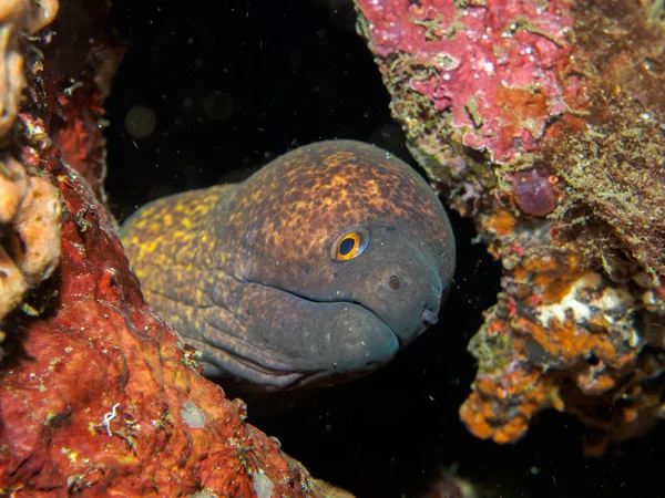 Moray eels under the sea