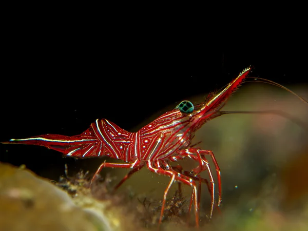 Shrimp under the sea