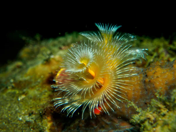 Christmas tree worm under the sea