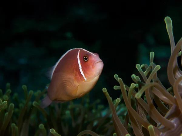 Anemone fish with Sea Anemone