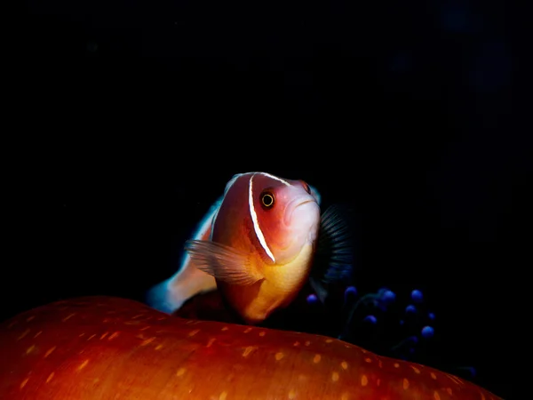 Anemone fish with Sea Anemone