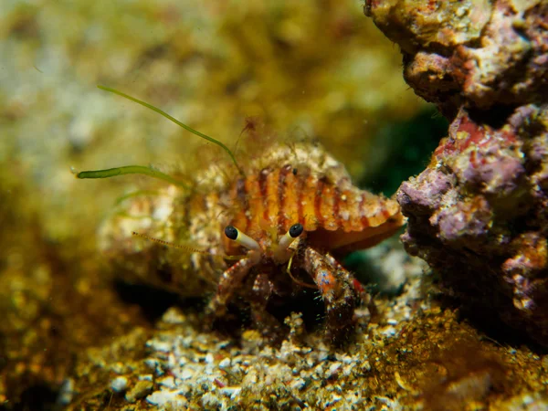 Hermit crab in under the sea