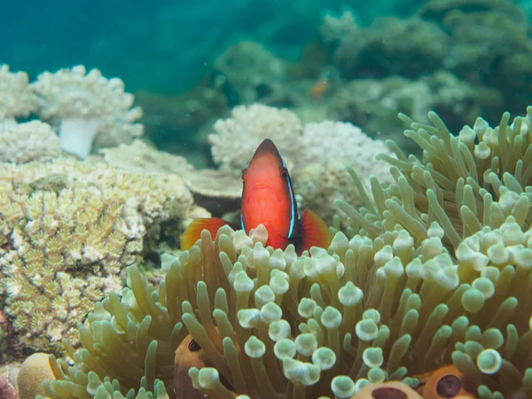 Anemone fish at sea anemone