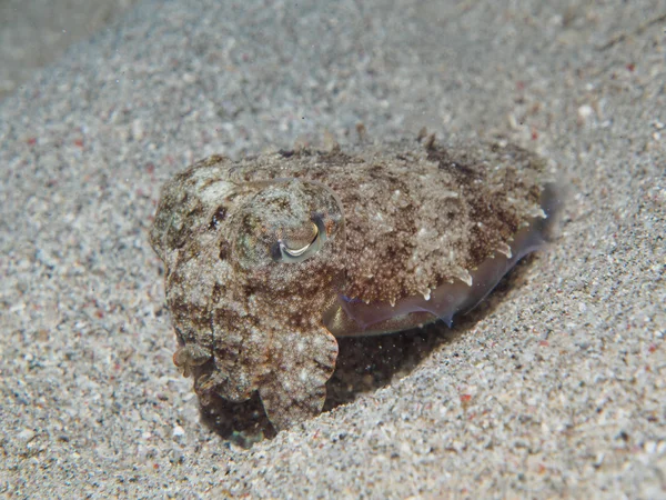 Baby Cuttlefish on the under sea