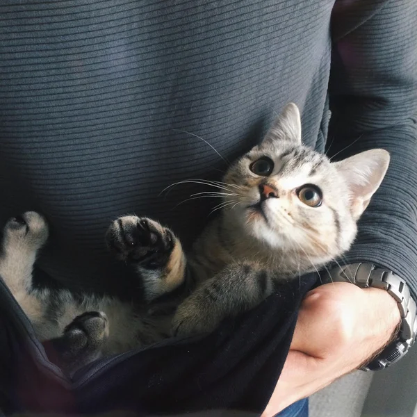 Cat owner holding his pet