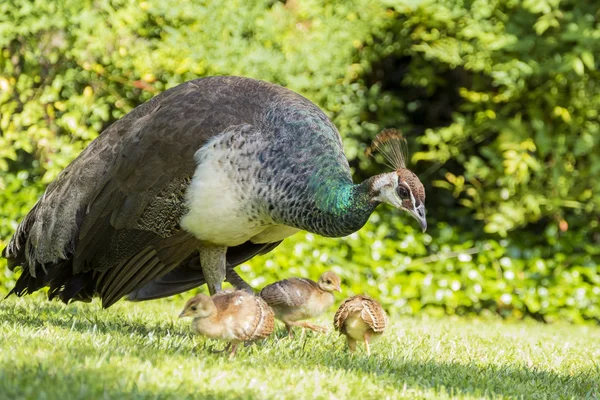 Beautiful female peacock and her child