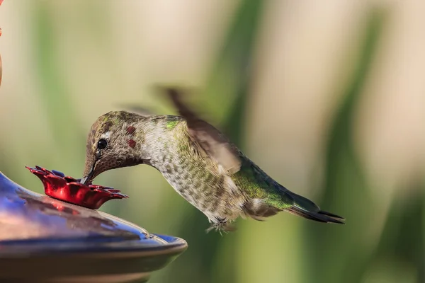 Cute humming bird
