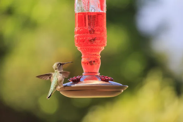 Cute humming bird
