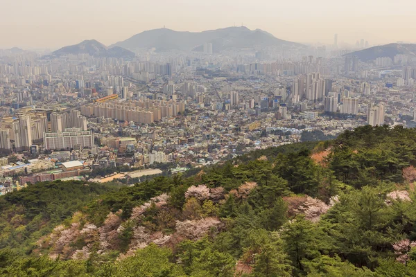 Aerial view of city view at Busan, South Korea with Sakura flowe