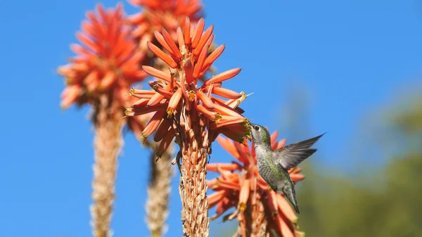 Magnificent hummingbird and red flower