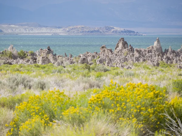 Tofu, Mono Lake with yellow wild flower in front