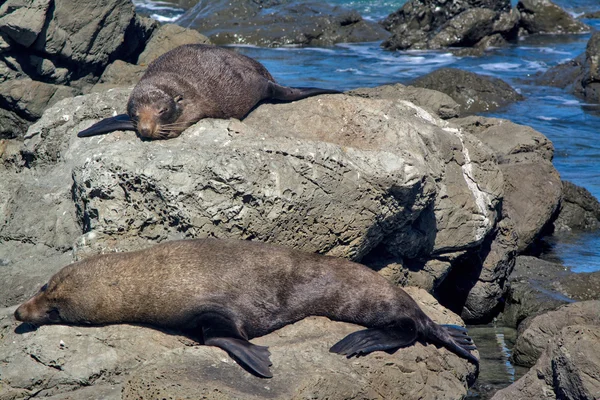 Lazy seals sleeping on the rock at Kaikoura, New Zealand