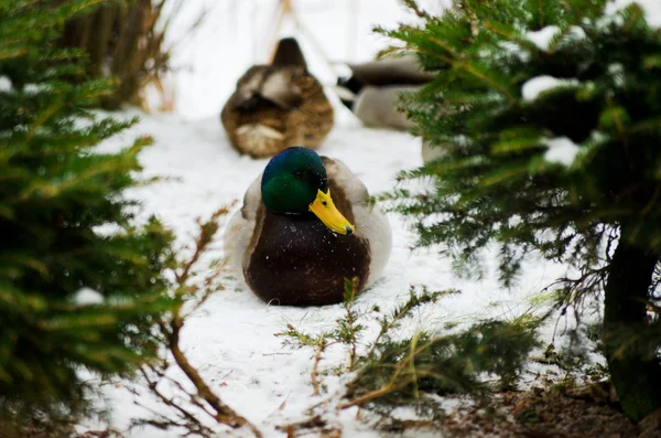 Duck in the snow among the greenery