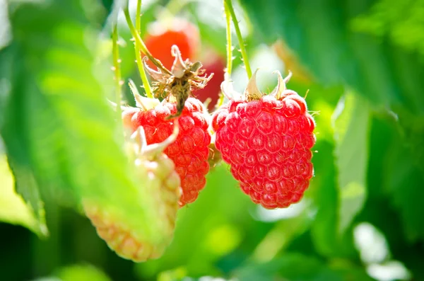 Two ripe red berry raspberry on a bush in the sun