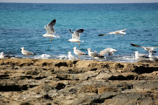 Rocks on the shore of the Mediterranean Sea