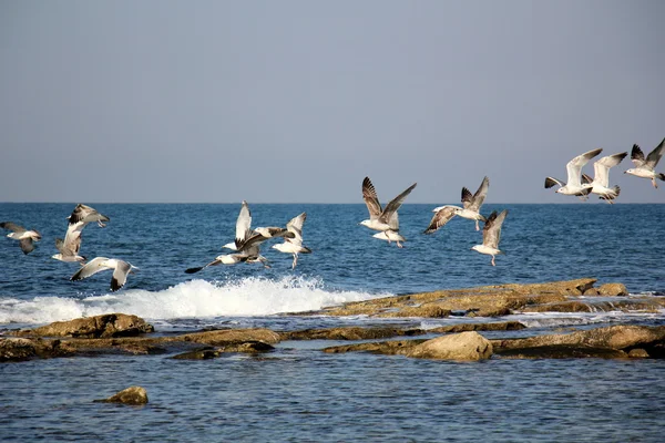 Shore of the Mediterranean Sea