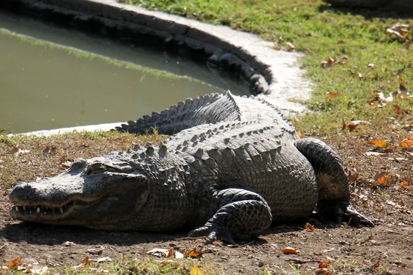 Crocodiles - a detachment of aquatic vertebrates reptiles
