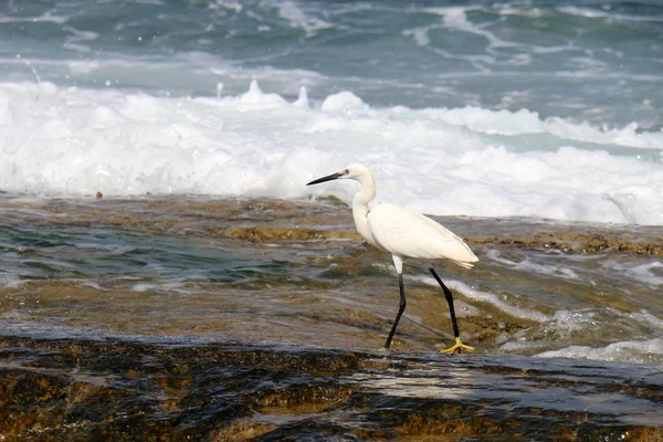 Shore of the Mediterranean Sea