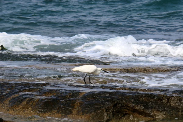 Shore of the Mediterranean Sea