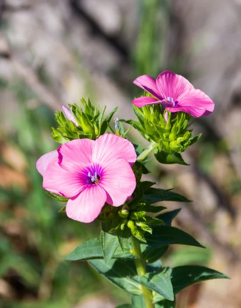 Phlox flowers waking up early in the morning