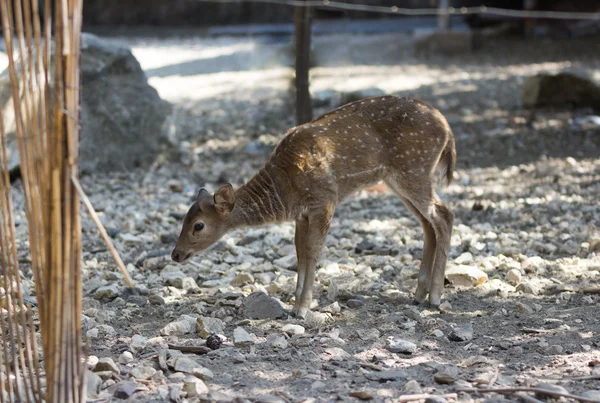 Spotted fawn looking for food on ground