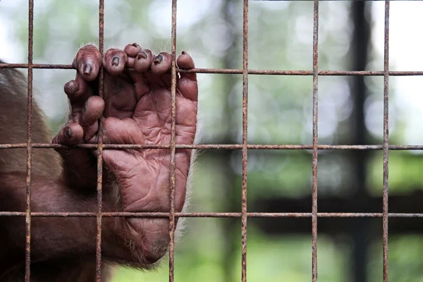 Monkey foot behind bars in a zoo