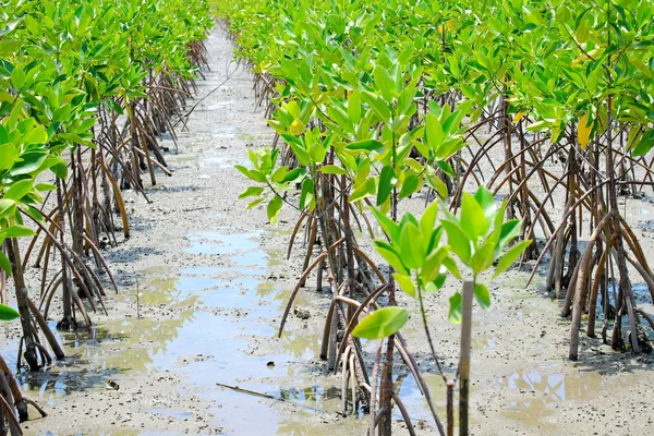 Mangrove trees are grown in mangroves