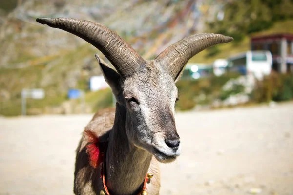 Smiling goat in Tibet