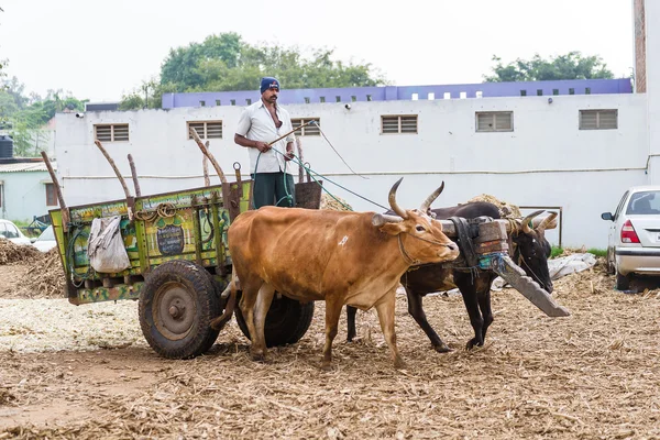 Indian farmer riding bullock cart in the rural village